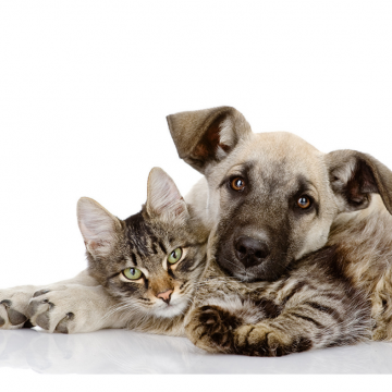  Лікування захворювань печінки у котів та собак
